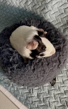 Rescue Short Haired Guinea Pigs for Adoption in Olmos Park, Texas - Edna | PetCurious